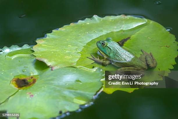 green frog on the lily pad - frog stock pictures, royalty-free photos & images