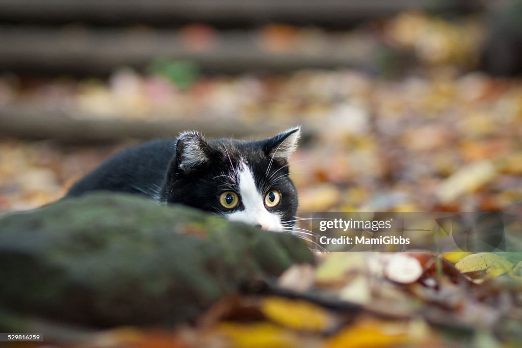 A Cat Pouncing On Its Prey High-Res Stock Photo - Getty Images