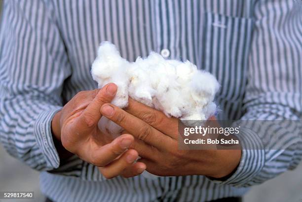 harvester holding cotton - xinjiang province 個照片及圖片檔