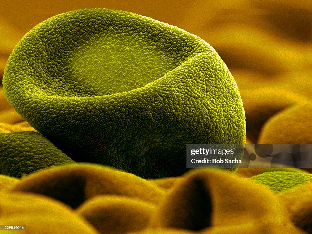 Timothy Grass Pollen