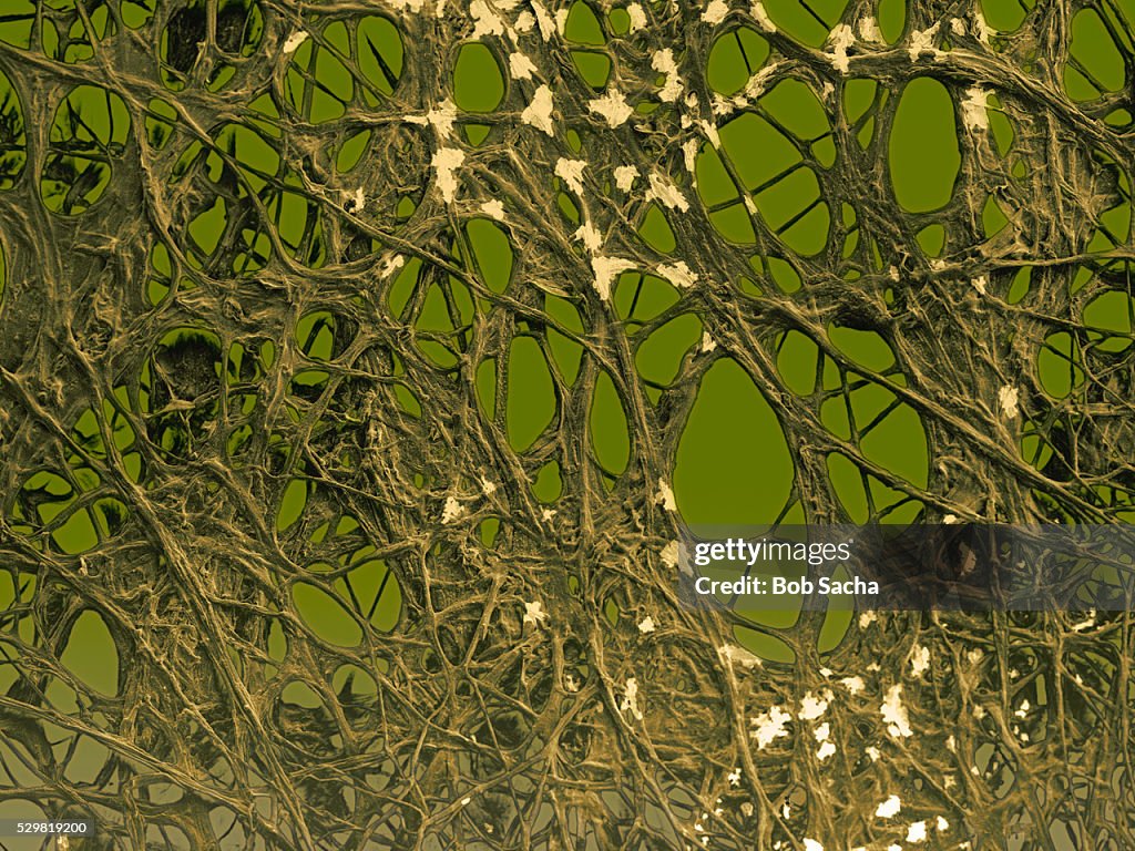 Alternaria Mold