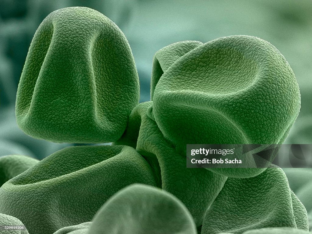Timothy Grass Pollen