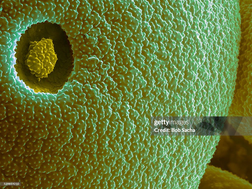 Timothy Grass Pollen