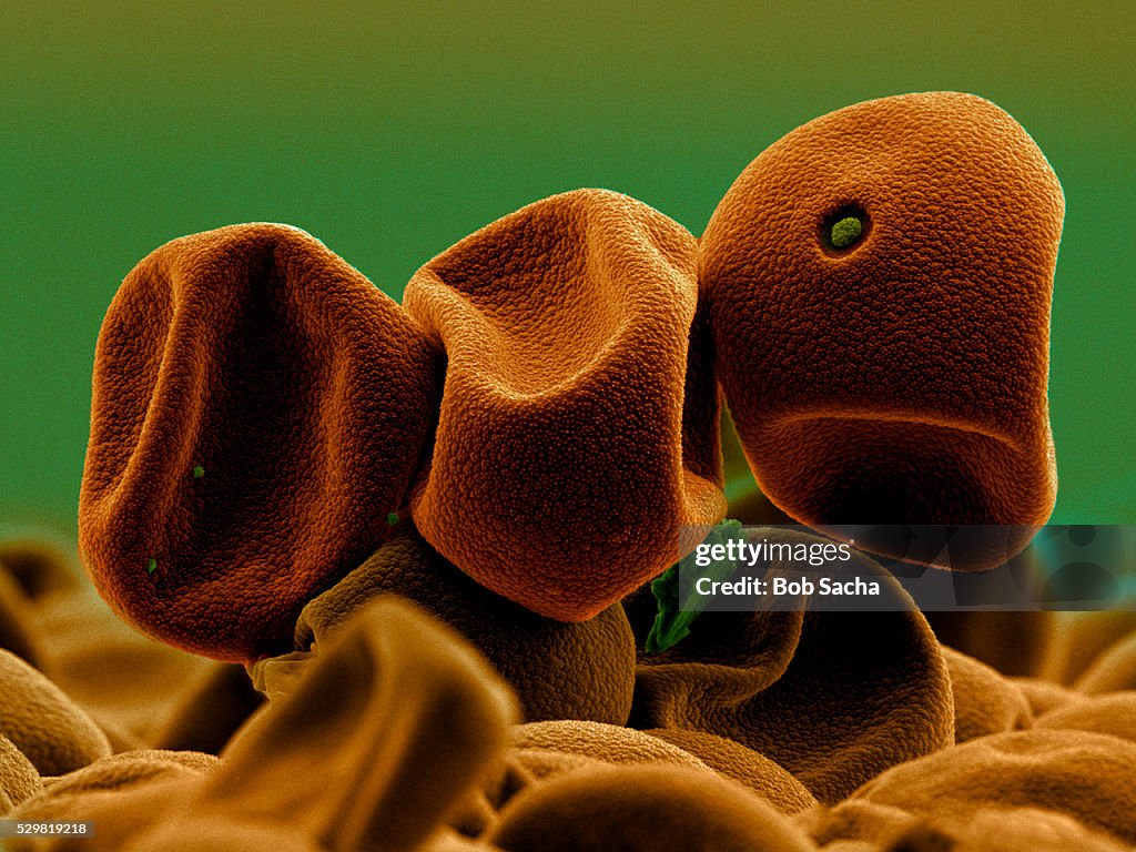 Timothy Grass Pollen
