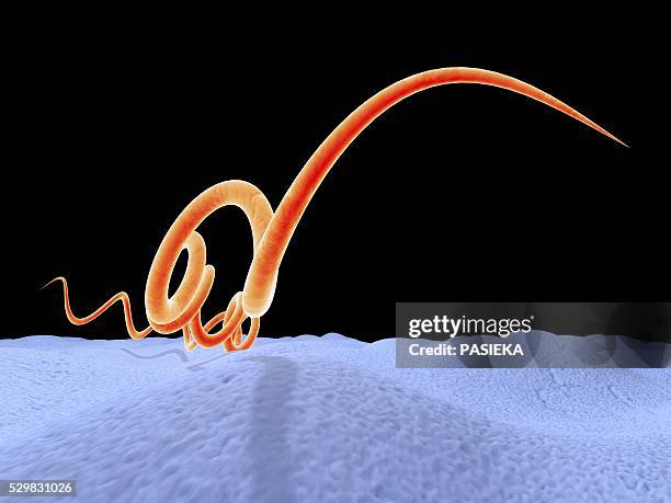 syphilis bacteria, artwork - treponema pallidum imagens e fotografias de stock