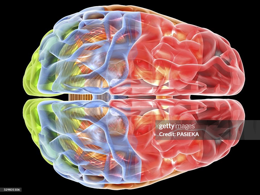 Human brain anatomy, artwork