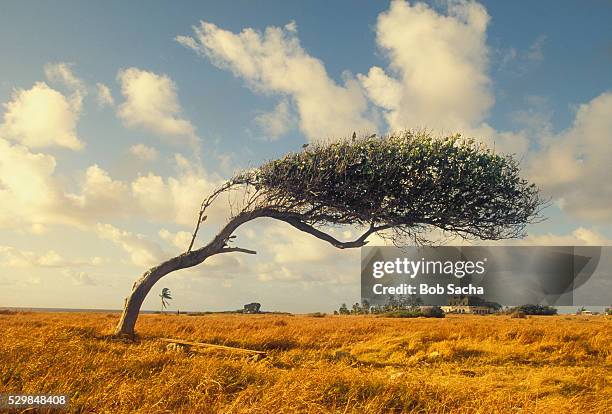 windswept tree - windswept tree stock pictures, royalty-free photos & images