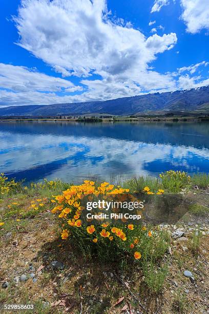 spring lake flowers - lake dunstan stock-fotos und bilder