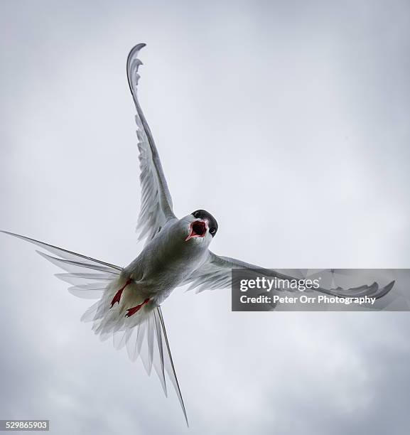 common tern - bird attack stock pictures, royalty-free photos & images