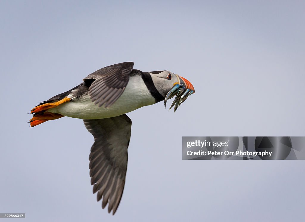 Common or Atlantic Puffin