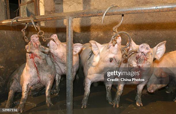 Pigs Injected Pigs are hooked before their raisers inject water into their stomach ...