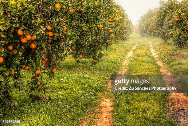 orange way - orange orchard stock pictures, royalty-free photos & images