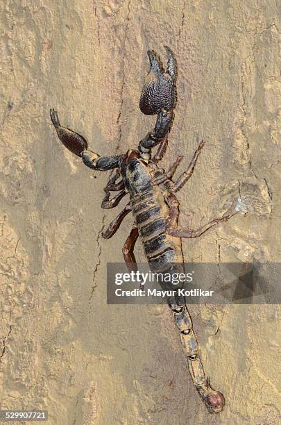 asian forest scorpion - pedipalp stockfoto's en -beelden