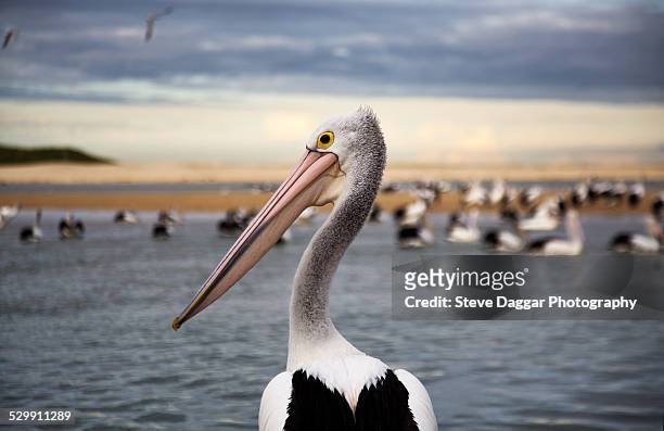 pelican portrait - pelicano imagens e fotografias de stock
