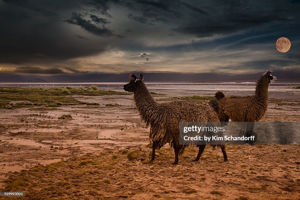 Evening in the bolivian highland