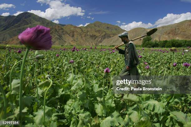 Poppy farmer Abdul Rassod walks through his field to irrigate it May 29, 2005 in Panshar, in the Badakhshan district in the northeast of Afghanistan....