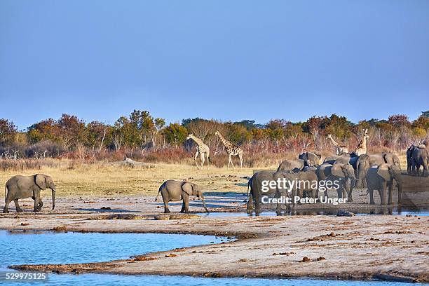 elephants drinking at waterhole - hwange imagens e fotografias de stock