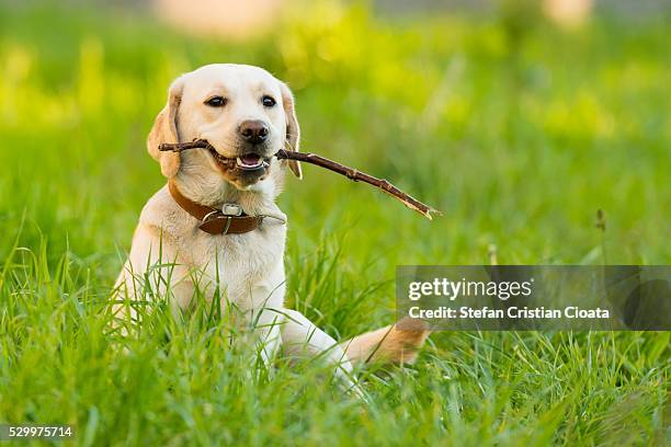 play break - labrador retriever fotografías e imágenes de stock