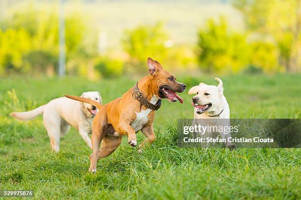 dogs playground - 一群動物 個照片及圖片檔