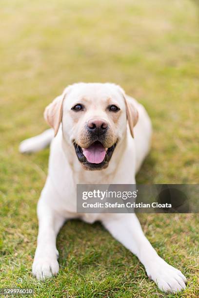 golden lab portrait - yellow labrador retriever stock pictures, royalty-free photos & images