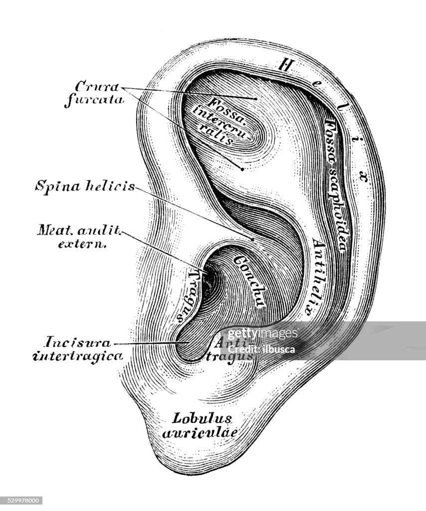 1 Ear Human Anatomy Scientific Illustrations Ear And Auditory System High-Res ...