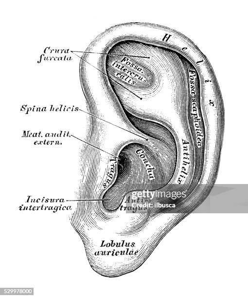 human anatomy scientific illustrations: ear and auditory system - ear diagram stock illustrations