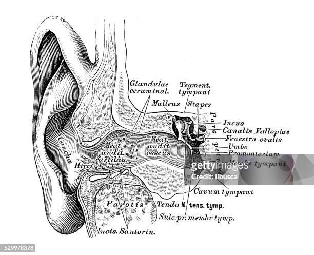 ilustrações de stock, clip art, desenhos animados e ícones de ilustrações científicas da anatomia humana : afecções do ouvido e do sistema auditivo - órgão de corti