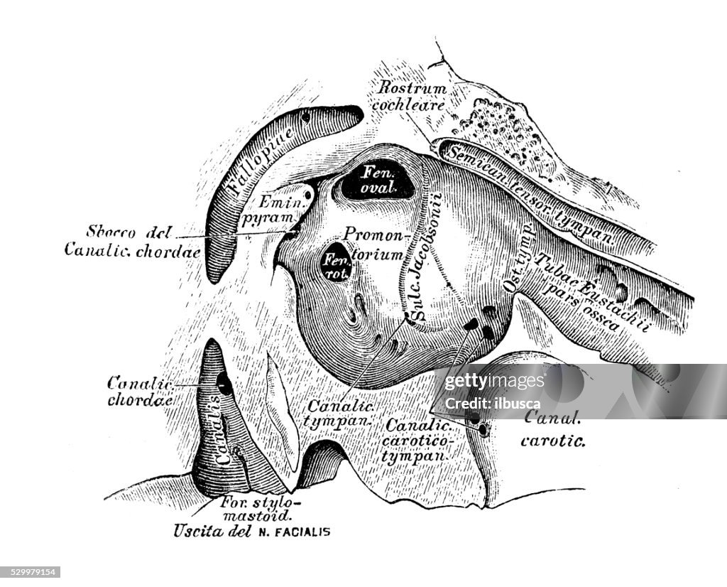 1 Ear Human Anatomy Scientific Illustrations Ear And Auditory System High-Res ...