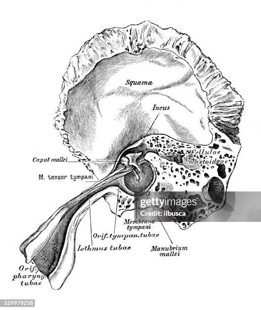 human anatomy scientific illustrations: ear and auditory system - malleus stock illustrations