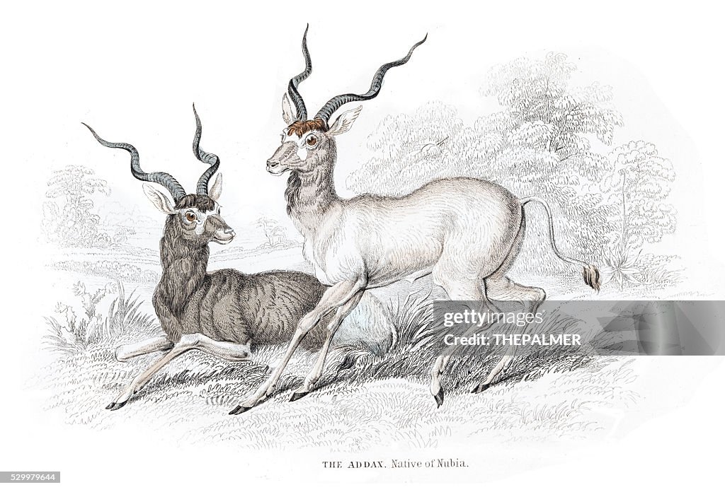 The Addax white antelope engraving 1855