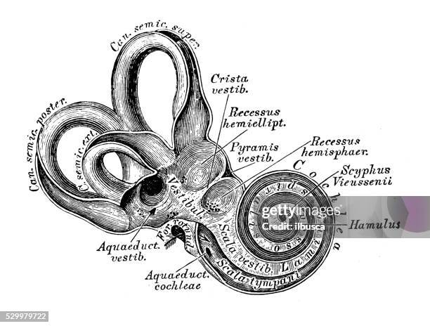 ilustrações de stock, clip art, desenhos animados e ícones de ilustrações científicas da anatomia humana : afecções do ouvido e do sistema auditivo - órgão de corti