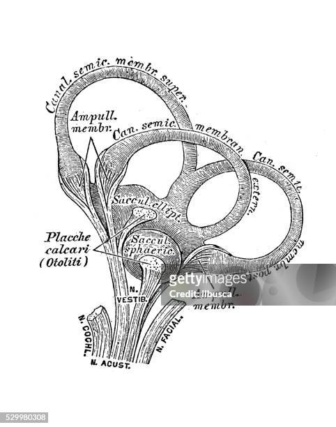 human anatomy scientific illustrations: ear and auditory system - malleus stock illustrations