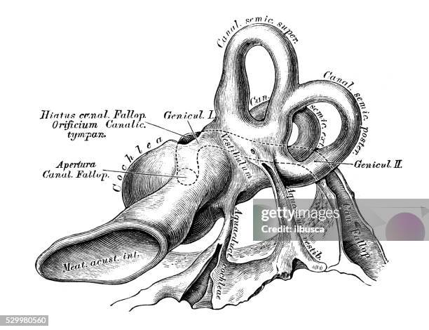 illustrations, cliparts, dessins animés et icônes de illustrations scientifiques de l’anatomie humaine : oreilles et d'un système sonore - nerf optique