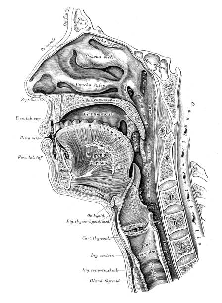 人体解剖学の科学的イラスト：ヘッドのセクション - 舌点のイラスト素材／クリップアート素材／マンガ素材／アイコン素材