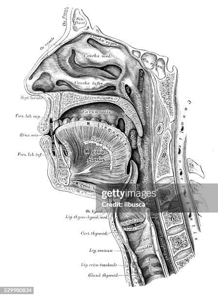 human anatomy scientific illustrations: head section - tongue stock illustrations