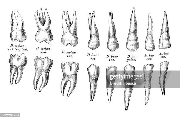 human anatomy scientific illustrations: teeth - latin script stock illustrations