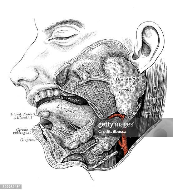 stockillustraties, clipart, cartoons en iconen met human anatomy scientific illustrations: salivary gland - human gland