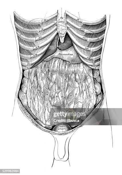 ilustrações de stock, clip art, desenhos animados e ícones de ilustrações científicas da anatomia humana : abdómen mapa do - diafragma sistema respiratório humano