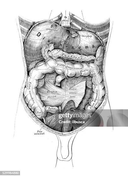 human anatomy scientific illustrations: abdomen map - pancreas stock illustrations