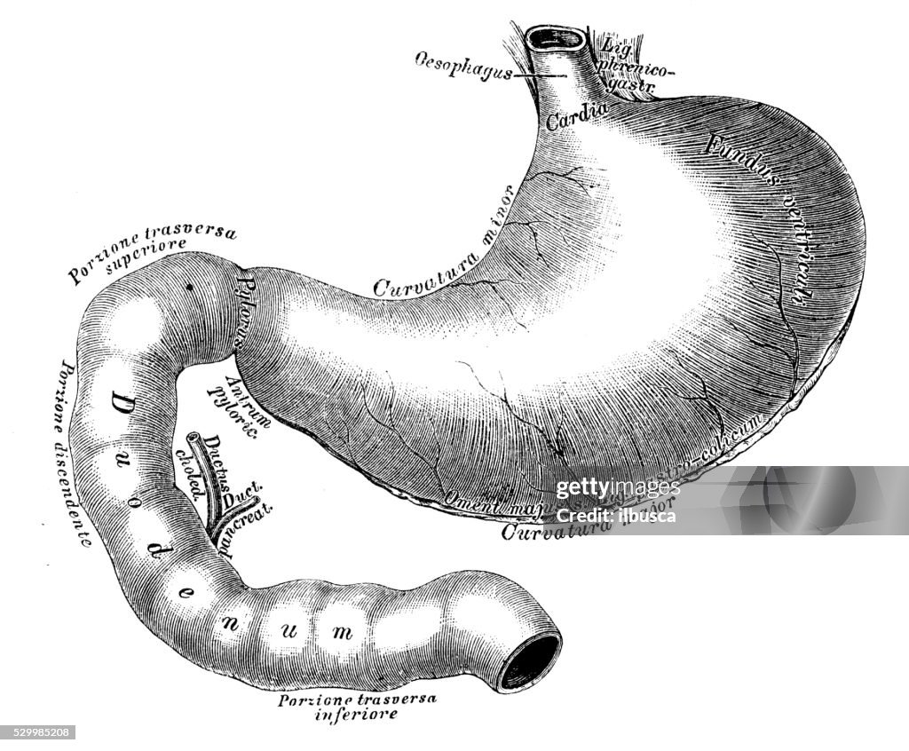 Human anatomy scientific illustrations: Stomach and duodenum intestine