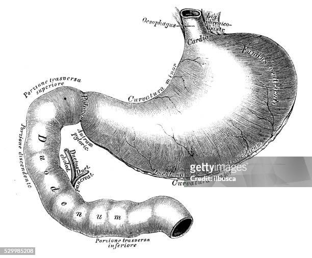 human anatomy scientific illustrations: stomach and duodenum intestine - abdomen diagram stock illustrations