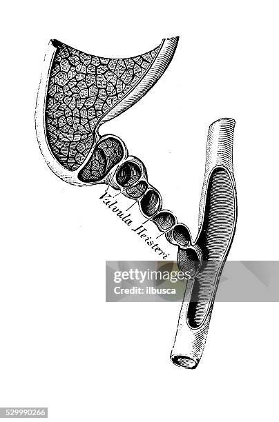 Bile Duct Anatomy Photos and Premium High Res Pictures Biology Diagrams