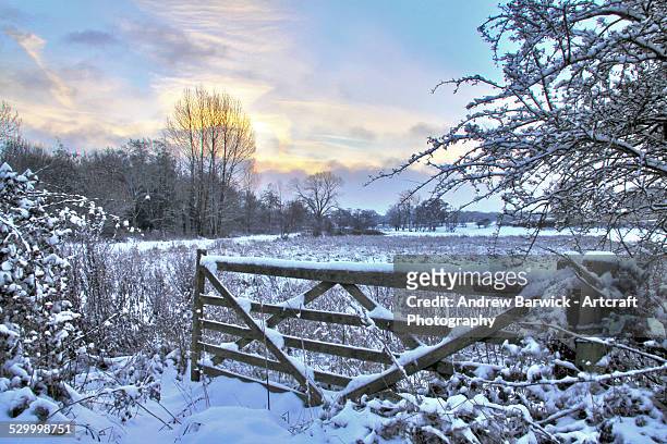 winter scene - polar climate 個照片及圖片檔