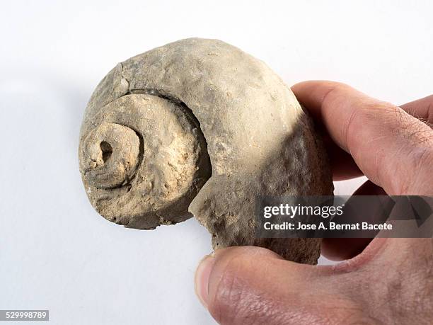 Fossilized Top Shell Shell Topshell Photos and Premium High Res Pictures - Getty Images