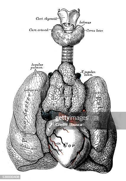 human anatomy scientific illustrations: child thorax organs - thyroid stock illustrations