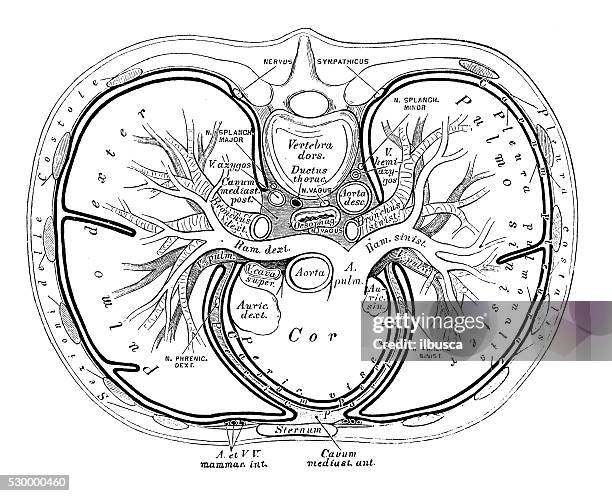 human anatomy scientific illustrations: thorax organs - human bone cross section stock illustrations