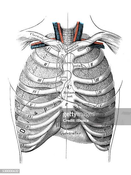 anatomie des menschen wissenschaftliche illustrationen : thorax organe - brustkorb stock-grafiken, -clipart, -cartoons und -symbole