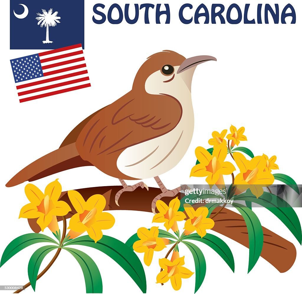Carolina Wren