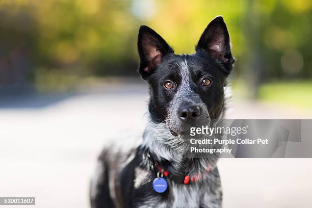 curious dog outdoors - collar stock-fotos und bilder