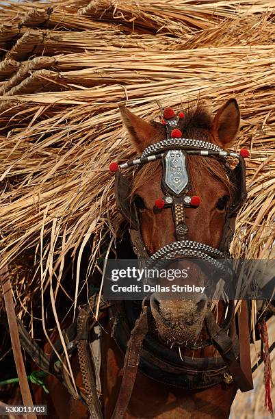 117 Horse Carrying Load Photos and Premium High Res Pictures - Getty Images 117 Horse Carrying Load Photos and Premium High Res Pictures - Getty Images